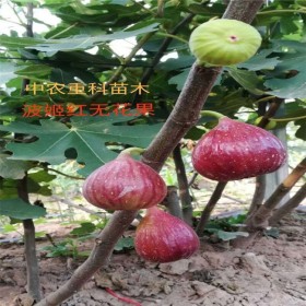 波姬紅無(wú)花果種植波姬紅無(wú)花果苗批發(fā)晚熟波姬紅無(wú)花果苗矮化波姬紅無(wú)花果苗