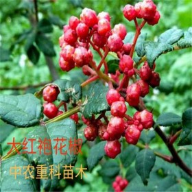 四川大紅袍花椒苗 花椒樹苗批發(fā)基地直銷