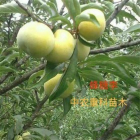 簡(jiǎn)陽(yáng)市中農(nóng)重科苗木專業(yè)合作社