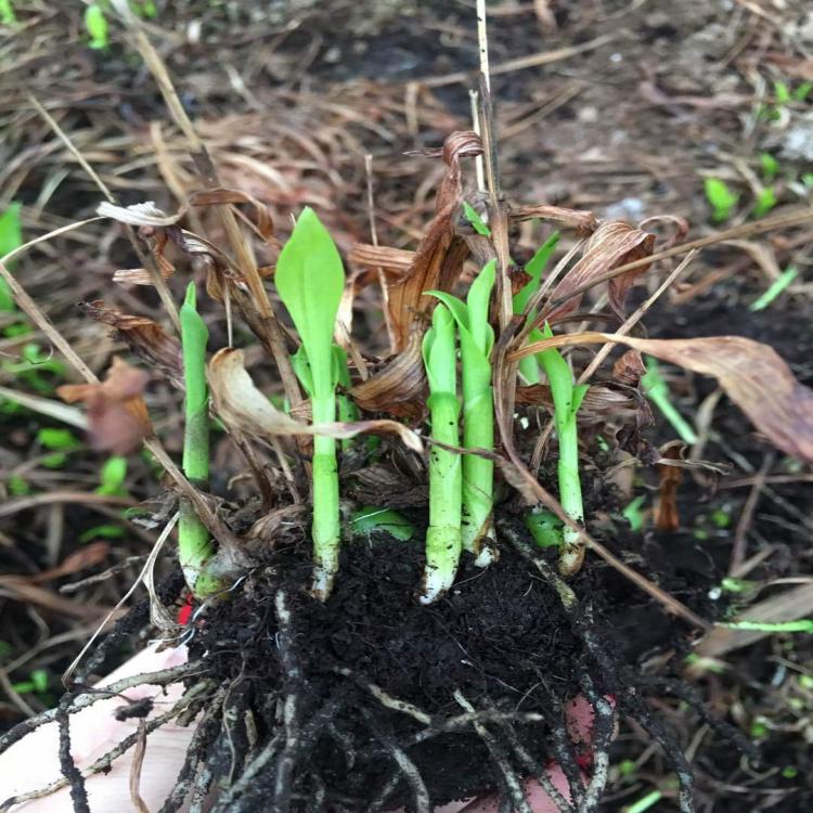 白芨苗批發(fā)基地 紫花三叉白芨種子種苗 大量供應(yīng)