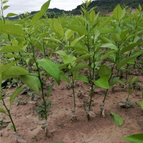 優(yōu)質果苗 091無核沃柑苗 柑橘苗圃基地直發(fā)