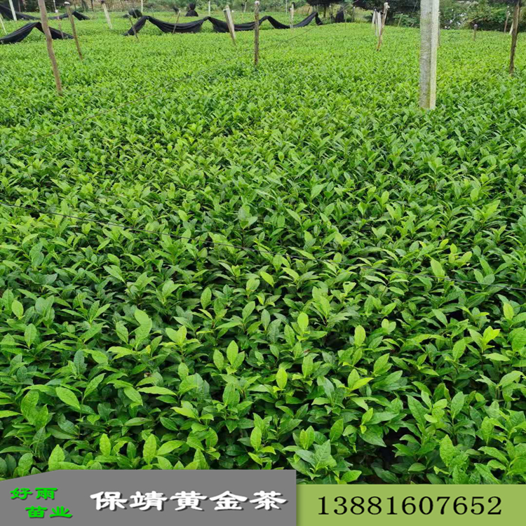 保靖黃金茶1號(hào)苗 廠家直銷