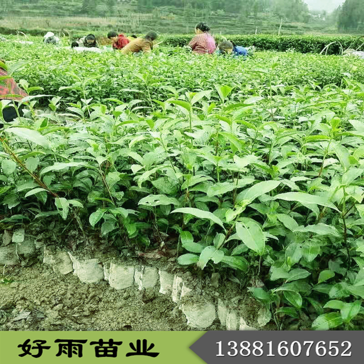 杯苗 茶葉苗品種大全 廠家批發(fā)水蠟杯苗