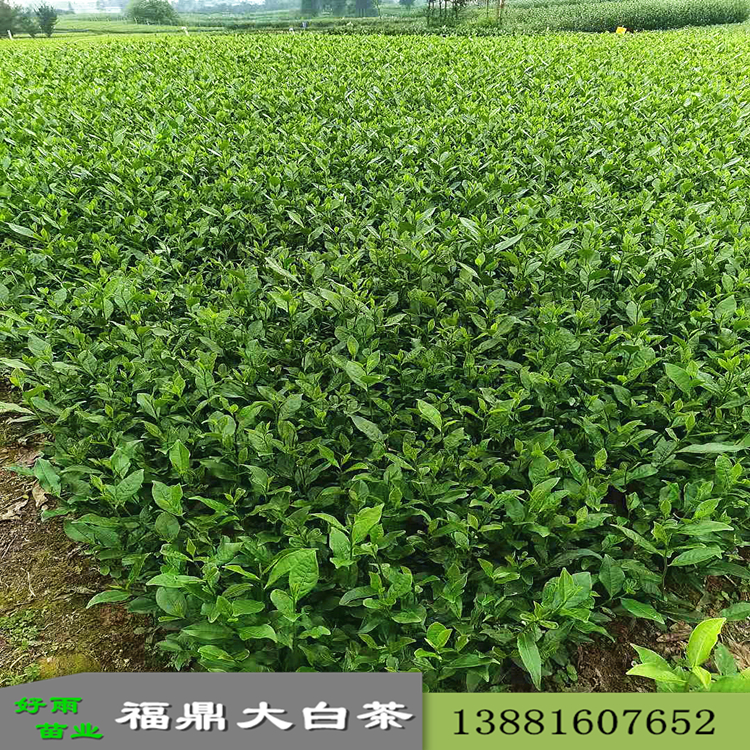 福鼎白茶 荒野白茶禮盒裝 茶葉批發(fā)