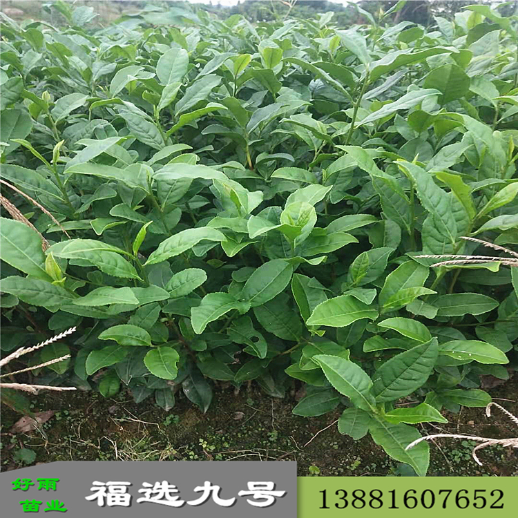 批發(fā)茶苗 福選九號(hào)茶苗廠商 批發(fā)價(jià)