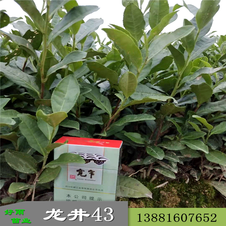 四川茶苗批發(fā) 龍井43茶苗批發(fā)供應(yīng)茶葉苗基地