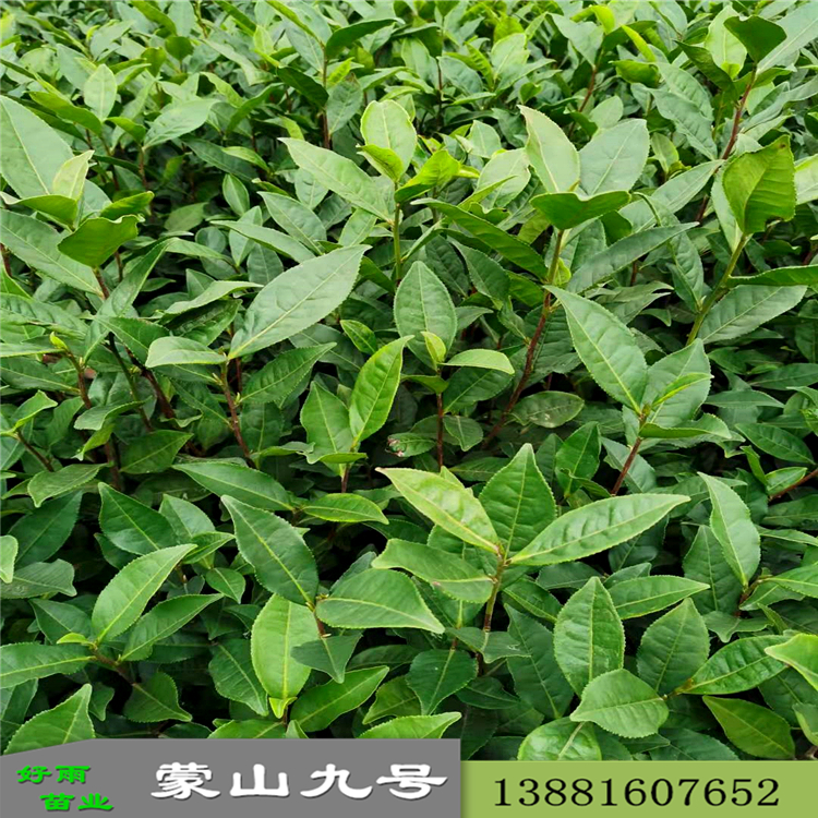 蒙山4號(hào)蒙山9號(hào)批發(fā) 基地福云6號(hào)質(zhì)量好