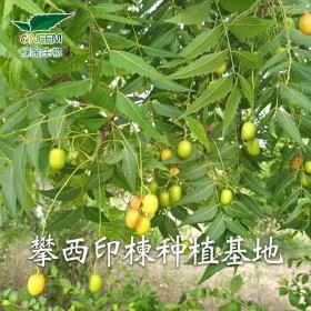 四川印楝素原料供應(yīng) 粉劑純度40%左右 綠金生物