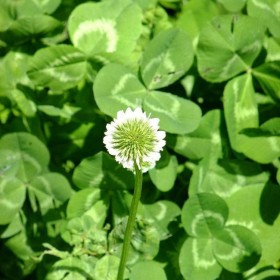 白三葉基地種植價格 多年生白三葉種子 白三葉草坪產(chǎn)地直銷