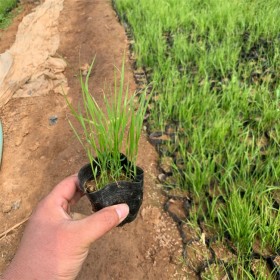 紫葉狼尾草小苗批發(fā) 苗圃直銷紫葉狼尾草  狗尾草種子