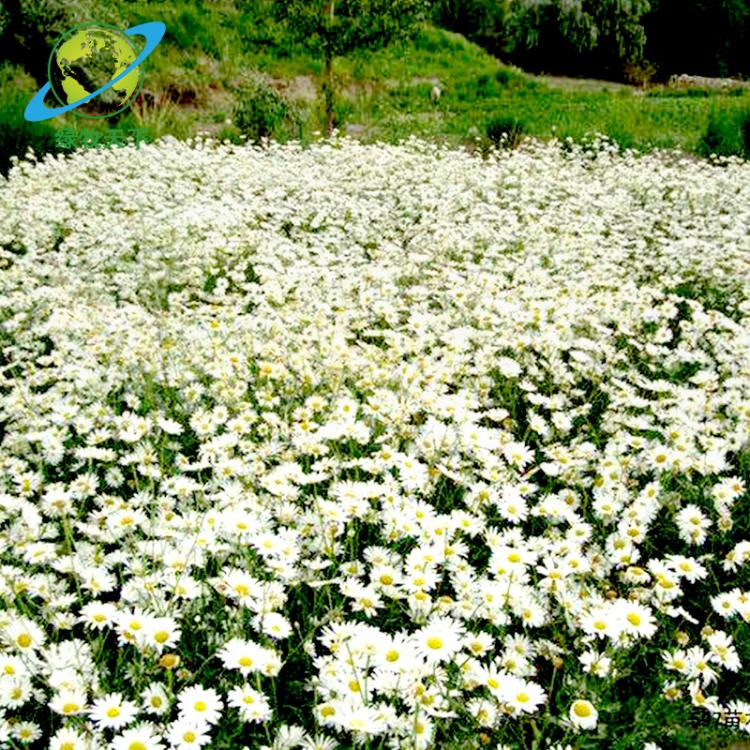 基地供應草花大濱菊 濱菊 濱菊花卉 盆栽花卉 綠化護坡園林地被