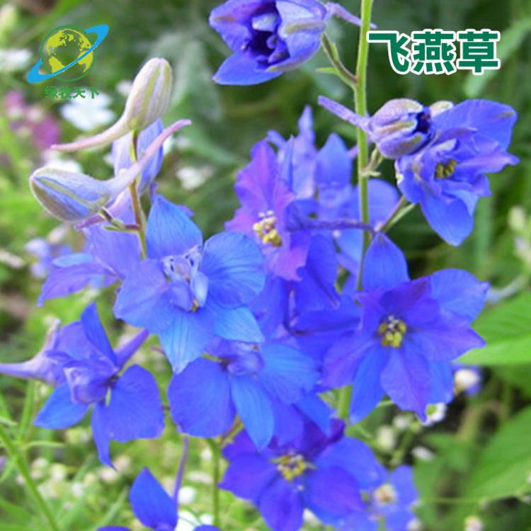 廠家供應 飛燕草花卉種子 花園花帶鮮花種子批發(fā)供應