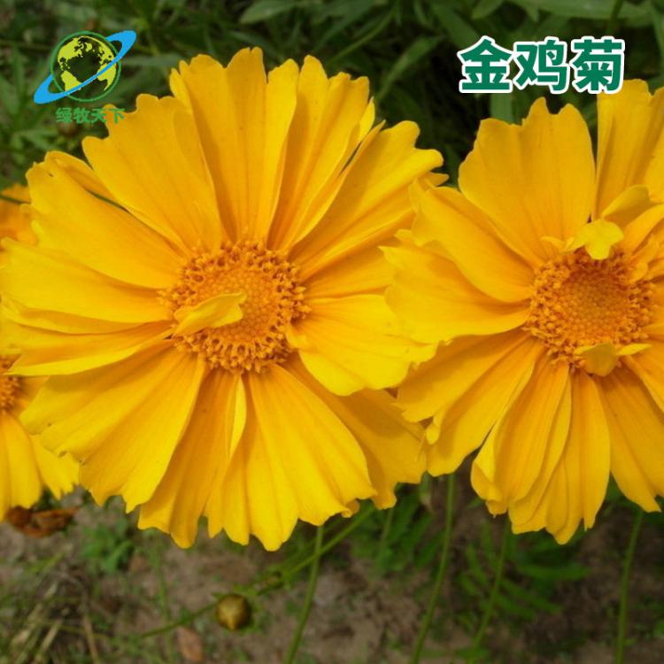 多年生宿根花卉 大花金雞菊 花海工程 草本花卉 金錢菊