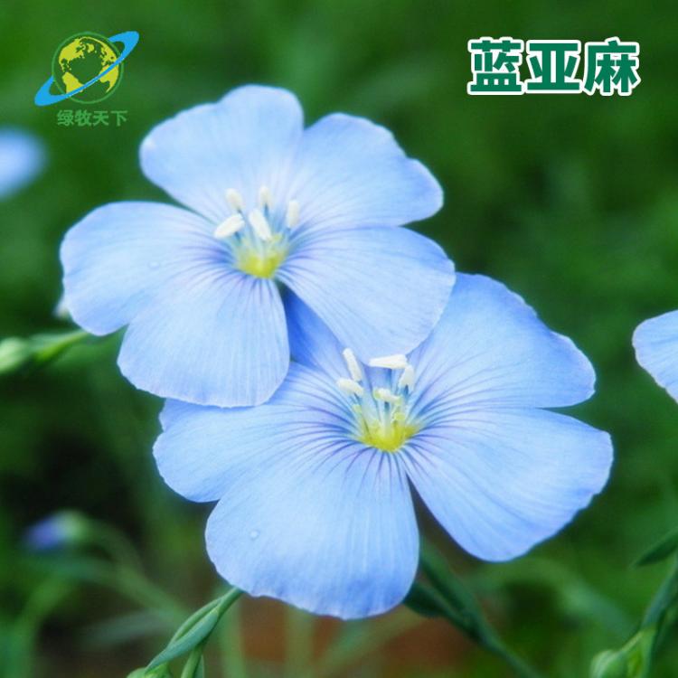 藍(lán)花亞麻花種子四季種南方北方種植花卉香草陽臺庭院盆栽植物包郵