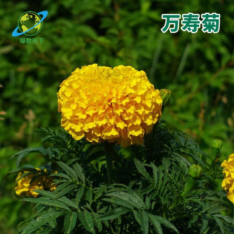 萬(wàn)壽菊流星品種種子 栽培觀賞種子 一年生草本植物萬(wàn)壽菊流星種子