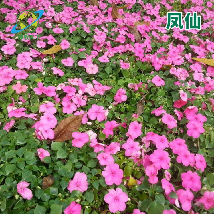 茶花鳳仙觀賞植物易種植 茶花種子 易存活 綠牧天下