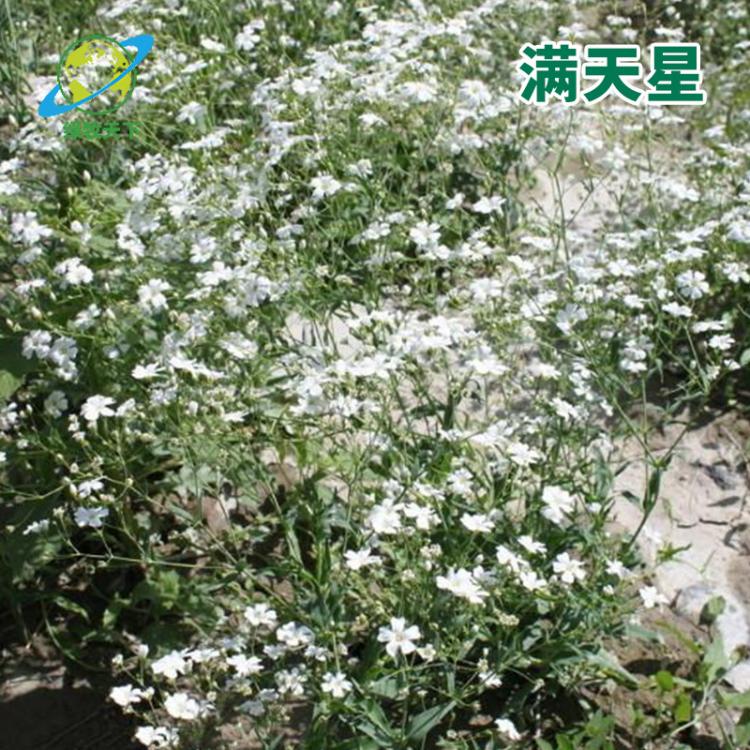 供應(yīng)花卉種子 大花滿天星種子 景觀花卉種子 滿天星草花種子