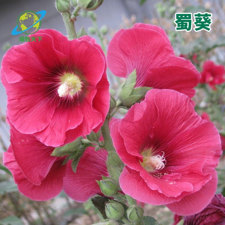 蜀葵花種子苗四季種開(kāi)花秋季秋天陽(yáng)臺(tái)室內(nèi)花卉植物種子