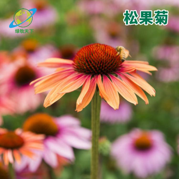 多年生草原松果菊種子觀(guān)花花海 園藝花卉易種植紫松果菊