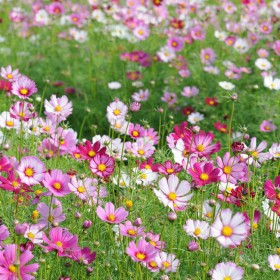 廠家供應(yīng)四季花草種子 花海景觀波斯菊 家庭園藝多季花卉批發(fā)