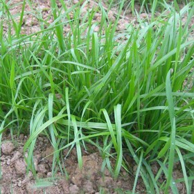 牧草坪皮護(hù)坡工程道路綠化漁魚草養(yǎng)殖一年多年生黑麥草種子