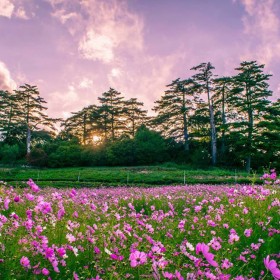 批發(fā)草花種子 菊花種子 野花組合 波斯菊中桿 易播速生工程綠化