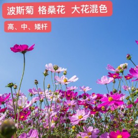 四川波斯菊種子 波斯菊種子 花卉種子 格?；?草籽