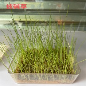 四川批發(fā)牧草種子 馬牛羊食用牧草種子 耐寒耐旱披堿草種子