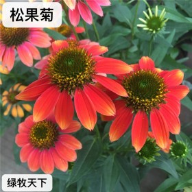 多年生草原花卉 松果菊 百日草 向日葵 花卉種子批發(fā)