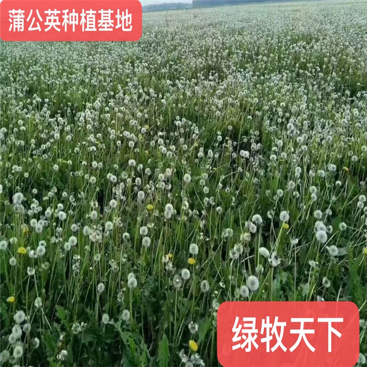 成都蒲公英價格 蒲公英種子 綠化種子戶外綠植草種價格