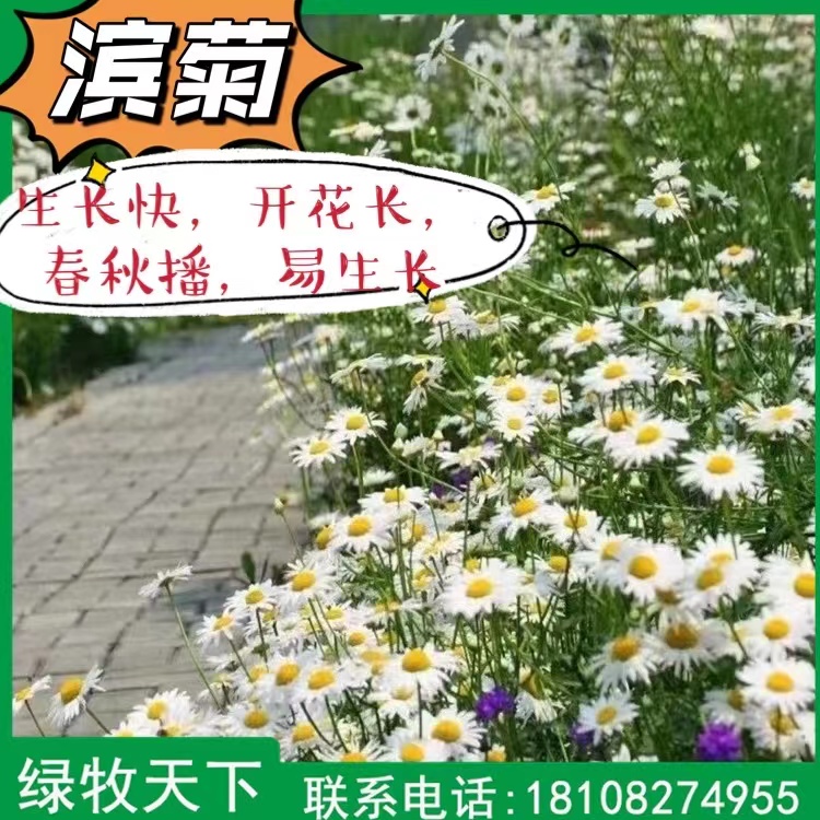 濱菊種子 大濱菊 道路綠化野花花種出售 綠牧天下