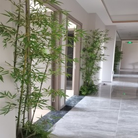 綠化養(yǎng)護 植物租賃 綠植租賃 凈化空氣 辦公室大廳植物