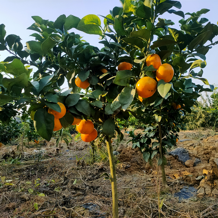 盛照愛(ài)媛紅美人柑橘苗基地直發(fā) 掛果率高 提供建園指導(dǎo)