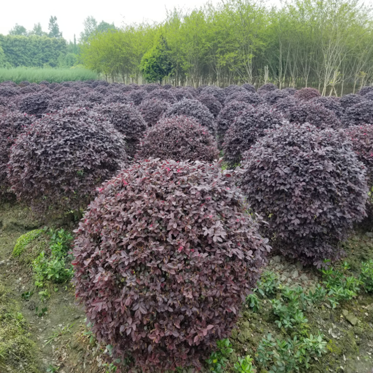 懿景園林供應紅花繼木球 紅花繼木大杯苗 精品苗 規(guī)格齊全