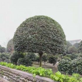 單桿桂花 價格優(yōu)惠 基地批發(fā)桂花樹