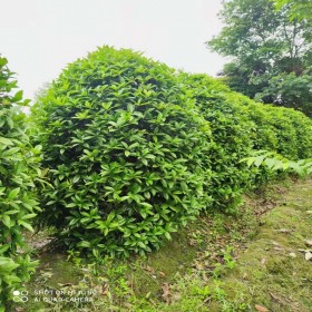 叢生桂花 基地批發(fā)  規(guī)格齊全 造型好 土球好 成活率