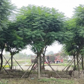 藍花楹基地直銷 四川高桿藍花楹 行道樹藍花楹供應(yīng)