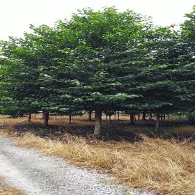 悅祥園林基地直銷綠化精品樂昌含笑  各種規(guī)格批發(fā)價格