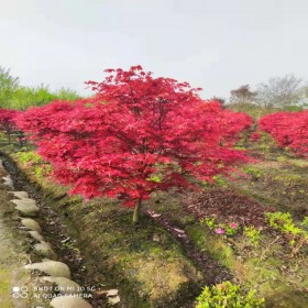 叢生多桿美國(guó)紅楓 基地現(xiàn)挖 園林景觀紅楓樹(shù) 多桿紅楓價(jià)格