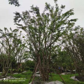 樸樹綠化工程多規(guī)格公園小區(qū)行道樹叢生樸樹 苗圃成活率高