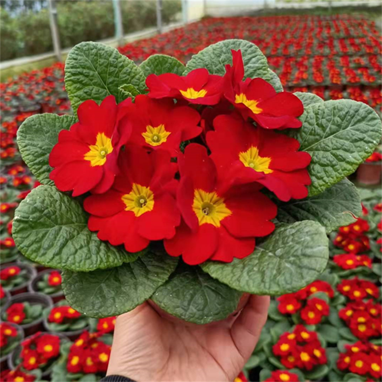 報春花 盆栽花卉 四季報雙色盆苗 紅色黃色紫色報春苗圃直發(fā)