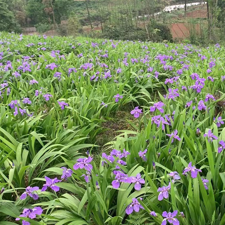 白芨 盆栽地栽小苗 園林景區(qū)小區(qū)造景工程花卉