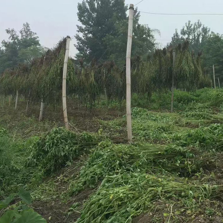 薄荷 觀賞花卉盆栽 庭園花壇花鏡綠植造景苗