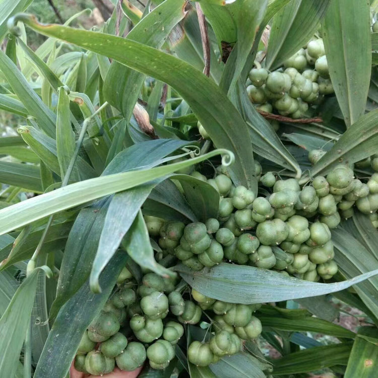 黃精種子 中藥材種植基地直供 姜型甜黃精不倒苗