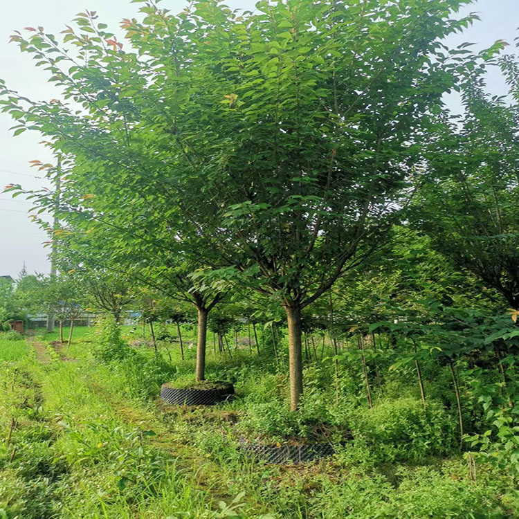 十五公分紅粉佳人櫻花 容器晚櫻 花海工程打造苗 庭院造景