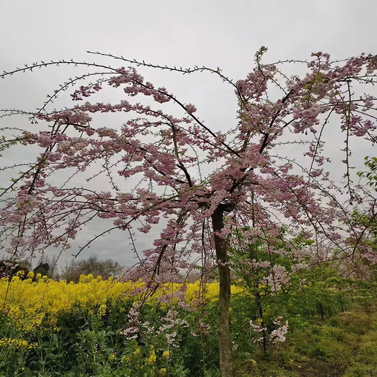 八公分垂枝櫻花 冠幅飽滿適應(yīng)性強 景區(qū)園林綠化行道樹