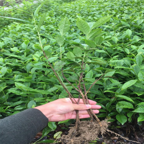 名選131茶苗 茶樹苗木 綠茶茶葉 春茶茶苗 農(nóng)業(yè)茶苗優(yōu)質(zhì)