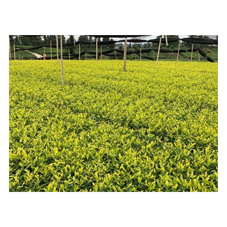 中茶108茶苗 生產(chǎn)基地 紫鵑茶苗  廠家直銷