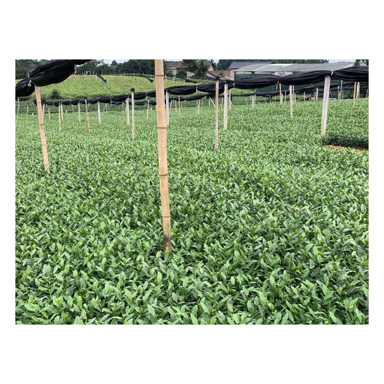 中茶108茶苗 優(yōu)質(zhì)茶葉樹苗批發(fā) 老鷹茶苗  批發(fā)電話