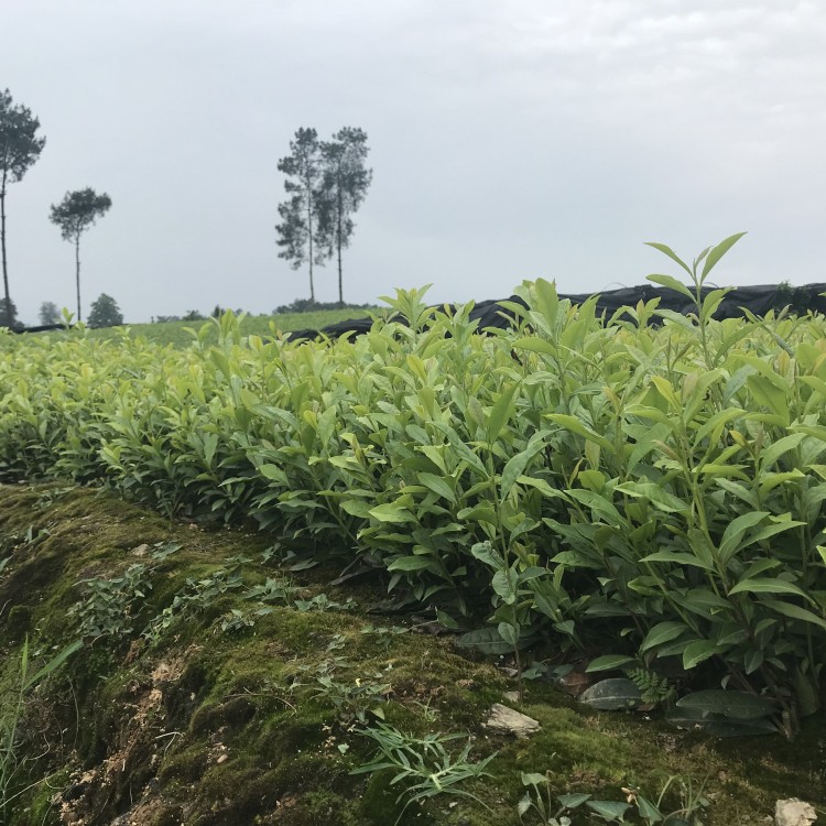 紫鵑茶苗 批發(fā)電話 無水茶苗  生產(chǎn)基地